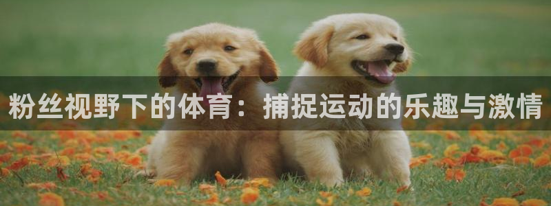 皇冠678体育：粉丝视野下的体育：捕捉运动的乐趣与激情